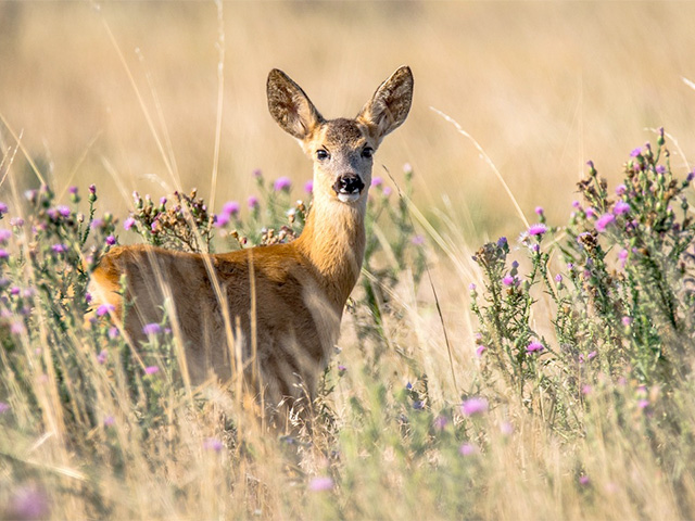 Protect Your Flowerbeds